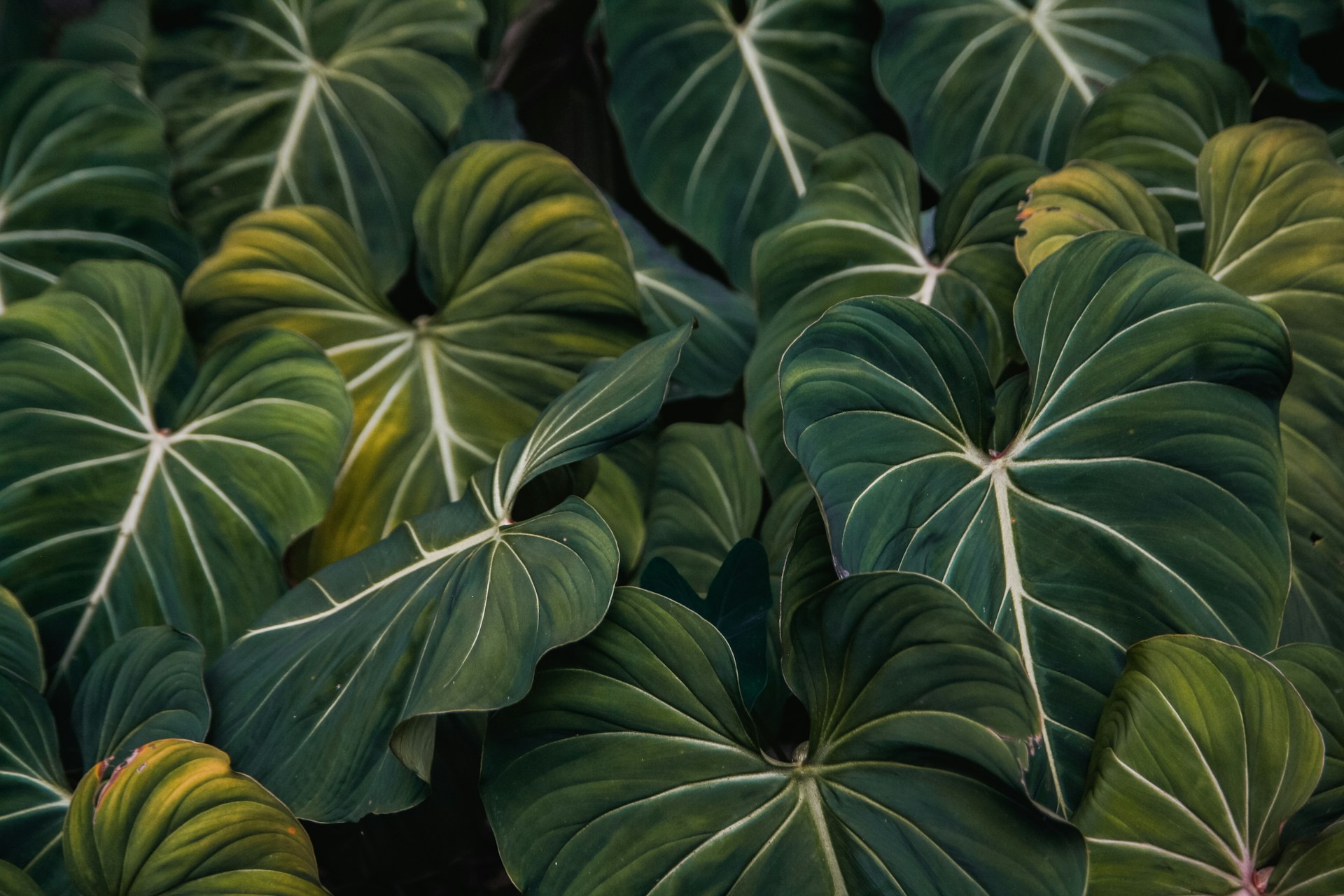 meerstammige boom voor een kleine tuin